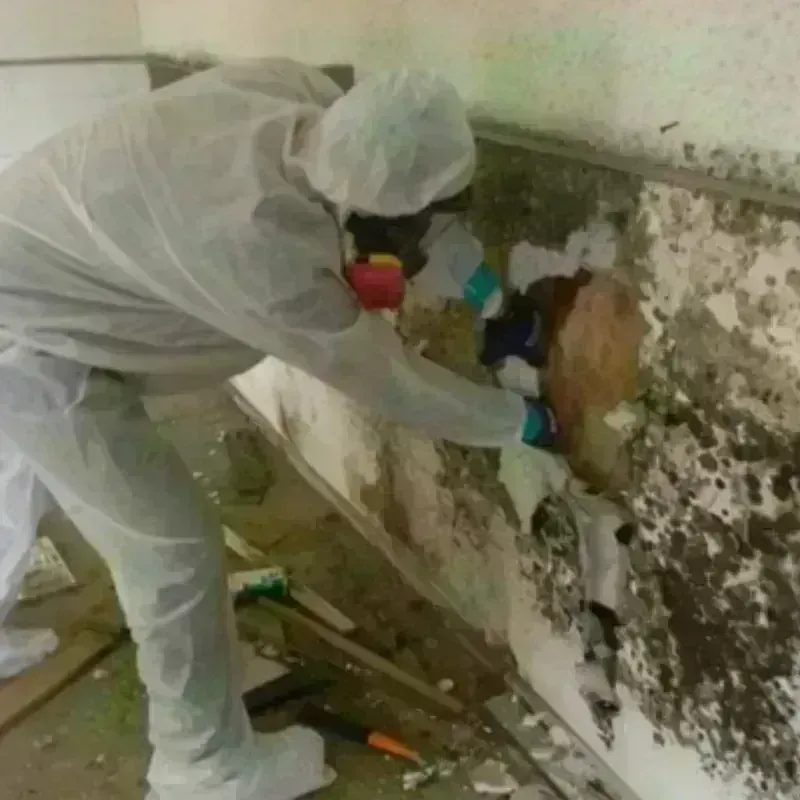 Mold Remediation and Removal in Tyro, NC